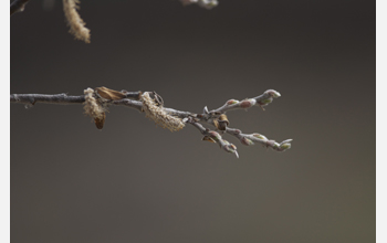 A grayleaf willow, a dwarf arctic shrub, starting to grow in early May