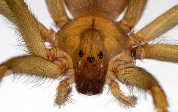 A South American brown spider (<em>Loxosceles laeta</em>)