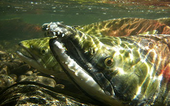 Sockeye salmon