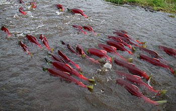 Sockeye salmon