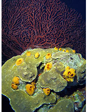 A yellow burrowing sponge attacks a plate-forming stony coral