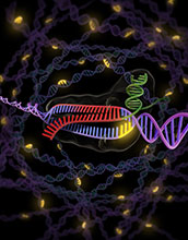 Short DNA sequences called "PAM" enable bacterial enzymes to identify/degrade foreign DNA