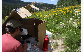 Researcher uses a microscope to remove pollen from a captured bumblebee in his outdoor "lab.&qu