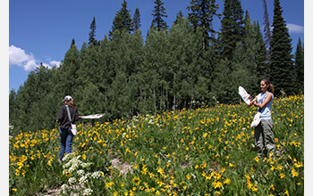 Two undergraduate student research assistants net bumblebees as part of fieldwork