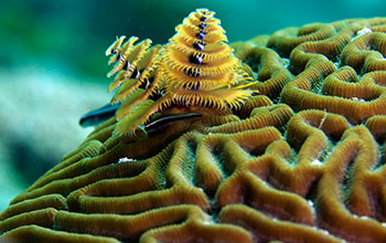 A Christmas tree worm (Spirobranchus giganteus) on a coral