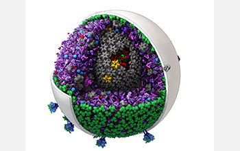 Model of HIV