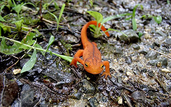 Eastern newt (<em>Notophthalmus viridescens</em>)