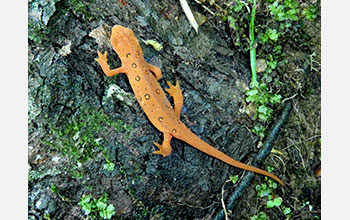 Eastern Newt (<em>Notophthalmus viridescens</em>)