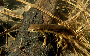 Eastern newt (<em>Notophthalmus viridescens</em>)