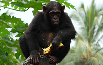 Ngambe, a Nigeria-Cameroon chimp rescued from illegal animal trafficking