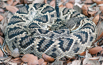 An adult eastern diamondback rattlesnake from north Florida