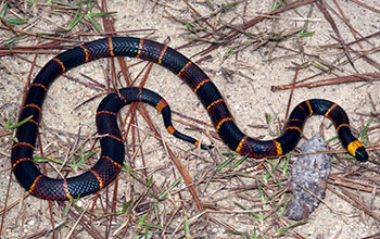 Adult eastern coral snake from the central panhandle of Florida