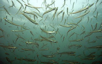 A school of Antarctic silversides (<em>Menidia menidia</em>)