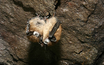 Two little brown bats with white-nose syndrome