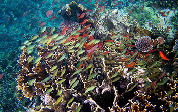 A vibrant view of the Verde Island Passage