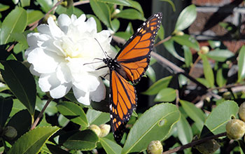 A monarch butterfly feeds on camellia flowers