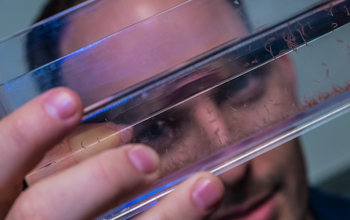 Peering into chamber of hydra cultivated in lab