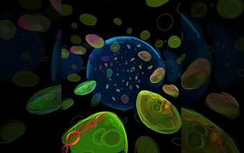 The diversity of tiny marine microbe <em>Prochlorococcus</em> in a drop of seawater