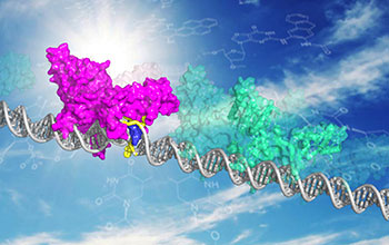 The xeroderma pigmentosum C, or XPC, DNA repair protein in two modes