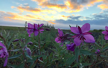 Dwarf fireweed (Chamaenerion latifolium)