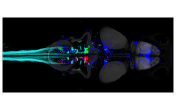 Mapping neurons that control spontaneous swimming behavior