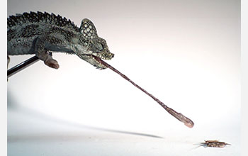 <em>Trioceros hoehnelii</em>, one of 20 chameleon species examined in a Brown University