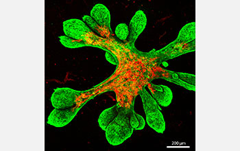 Mammary tissue grown for 11 days in the lab contains cells present in human breast tissue