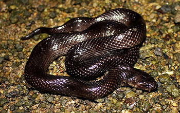 A crab-eating water snake