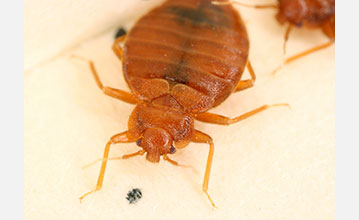 Bed bug (<em>Cimex lectularius</em>)