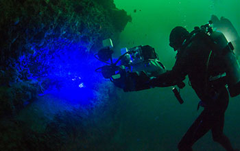 Scientists take biofluorescent images of catsharks