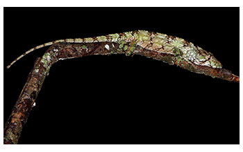 Newly discovered species <em>Anolis landestoyi</em> from the island of Hispaniolan