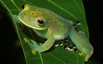 Egg brooding by a female glassfrog (<em>Cochranella granulosa</em>) in Rio Frijoles, Panama