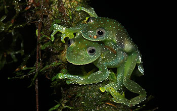 A mating pair of glassfrogs (<em>Cochranella resplendens</em>)