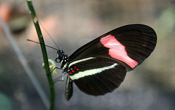 Heliconius butterfly