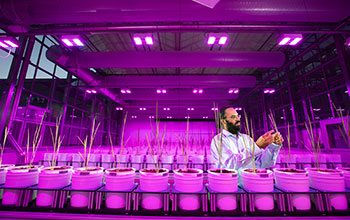 Rice plants growing in Lemna Tech High Throughput Phenotyping facility