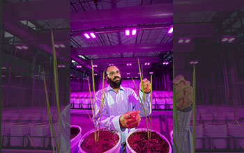 Researcher checks the progress of a rice plant