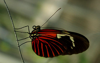 Heliconius butterfly