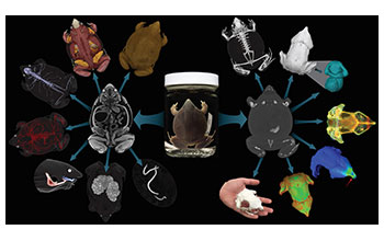 CT specimen scans