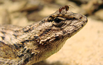 Fence lizard and fire ant