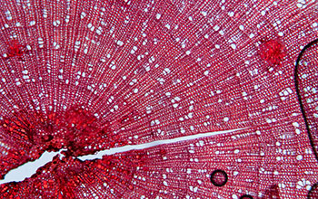 Microscopic imaging reveals pattern of annual rings in shrub stems from Arctic tundra