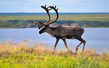 Caribou