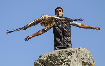 Releasing a tagged Egyptian vulture