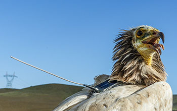 Egyptian vulture fitted with solar-powered GPS transmitter