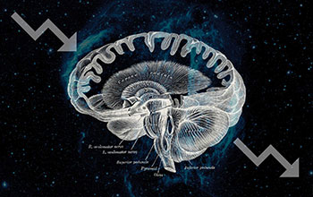 Illustration of the brain