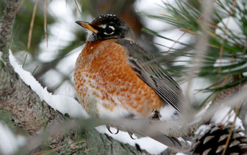 American robin (<em>Turdus migratorius</em>)