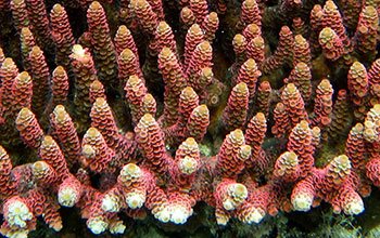 Staghorn coral