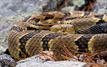 Timber rattlesnake