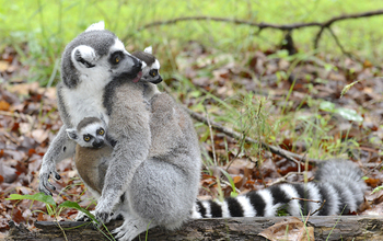 Ring-tailed lemur mother carrying her twins