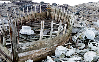 Whale bones line the coast of Mikkelsen Harbor