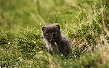 Arctic fox pup on the tundra